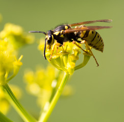 Wasp on yellow flower in nature