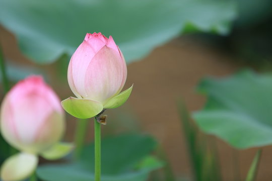 Buddha's flower .....