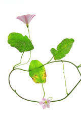 Acker-Winde (Convolvulus arvensis) blühende Pflanze isoliert vor weißem Hintergrund