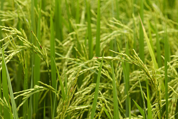 Fototapeta na wymiar Close-up of riceplant