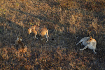 young lions resting in the  withered grass