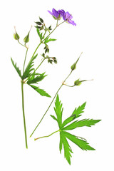 Fototapeta na wymiar Wiesen-Storchschnabel (Geranium pratense) blühende Pflanze isoliert vor weißem Hintergrund