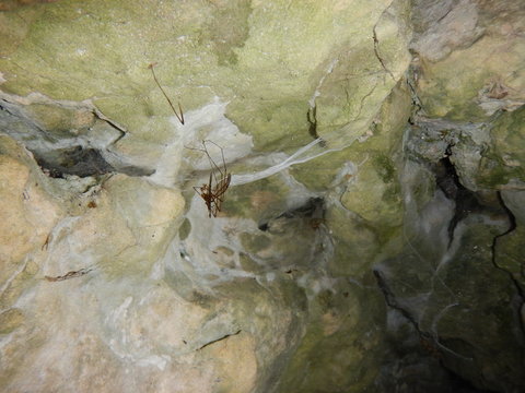 detail of a hole in a rock wit spider web