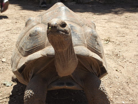 tortur geant de rodrigue