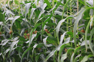 Our precious food cornfield .....