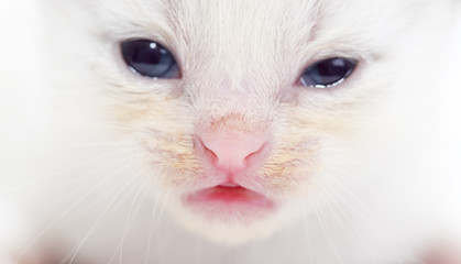 Beautiful portrait of a newborn white kitten