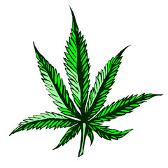 green cannabis leaf on white background vector