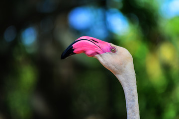 Fototapeta premium Flamingo raised in Thailand zoo.