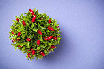 Pepper plant shot from above on blue background.
