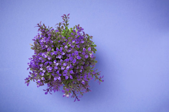 Ornamental Plant Shot From Above On Blue Background.