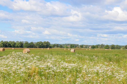 Hauballen und Wildblumen auf einer Wiese, Insel Usedom, Deutschland