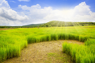 Fototapeta premium Rice field with blue sky