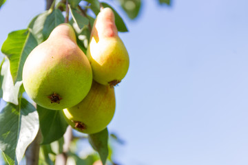 Ripe pear on a branch