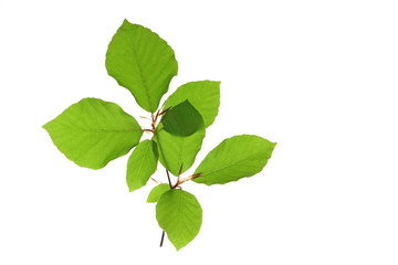 Rot-Buche (Fagus sylvatica)