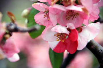 Obraz premium Fleurs, Temple hase dera, Kamakura