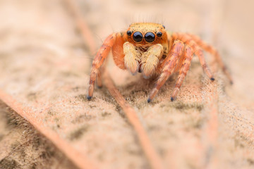 Close up Jumping spider on dried leaf