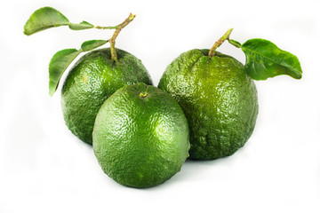 Citrus aurantium var.