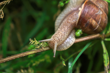 Closeup of a snail on a branch