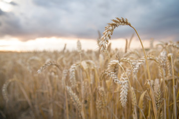 corn field sunset © jayfish