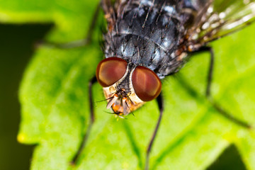 Portrait of a fly in nature.