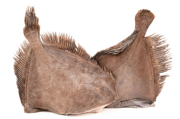 flounder on white background