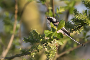 Schwanzmeise mit Insektenlarve im Schnabel