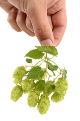 hops