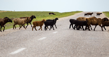 Naklejka premium A herd of rams cross the road