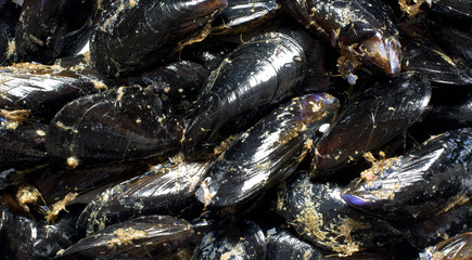 Cozze appena raccolte