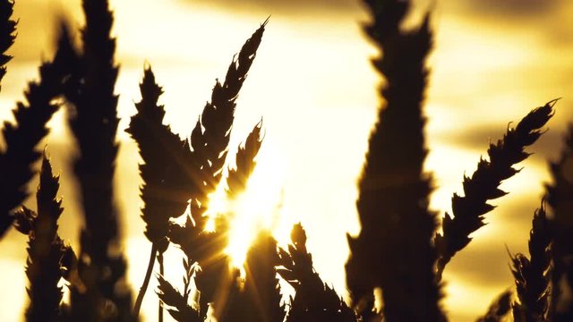 Silhouette of a wheat in the morning dew