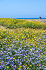Fields in spring in Cyprus
