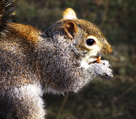 squirrel