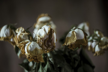 Dried roses in vase with dramatic lighting