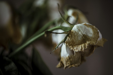Dried roses in vase with dramatic lighting