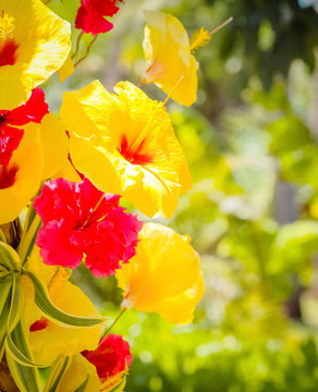 Close up image of red and yellow hibiscus flowers in Hawaii