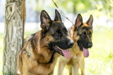 Two dogs of a sheepdog on the nature