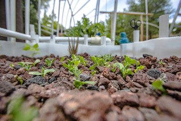 Aquaponics and Hydroponics support heavy vegetation