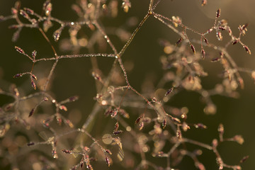 dew droplets covered gras and seeds