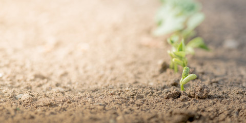 Agriculture and gardening concepts