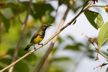 Olive-backed sunbird, Yellow-bellied sunbird