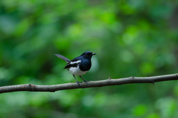 Oriental Magpie Robin bird