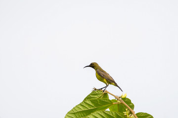 Olive-backed sunbird, Yellow-bellied sunbird