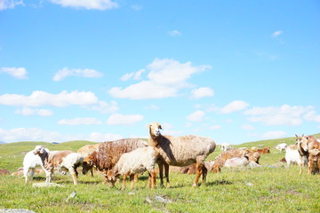 Fototapeta premium sheep in the field,under blue sky