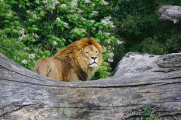 Lew patrzacy w obiektyw © Piotrek J.