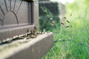 Honey bees flying