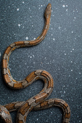 Corn snake on dark surface