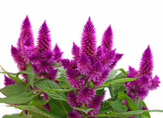 Federbusch, Celosia argentea