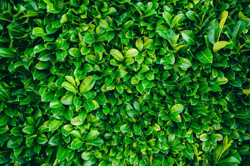 Fototapeta na wymiar Green leaves background texture