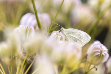 Pieris