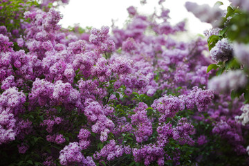 Fototapeta premium Bloom of lilac